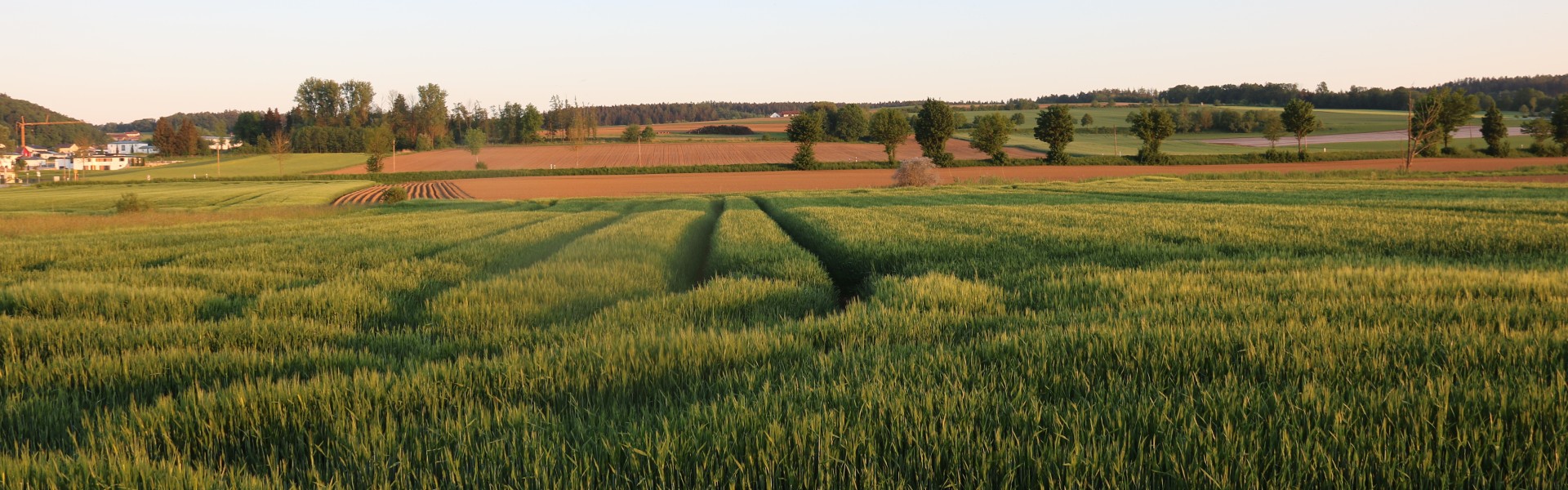 Header Weizenfeld